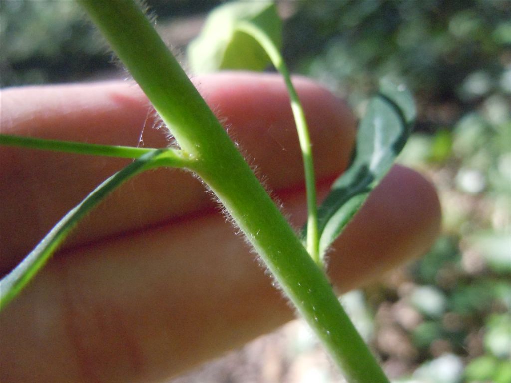 Euphorbia amygdaloides L.